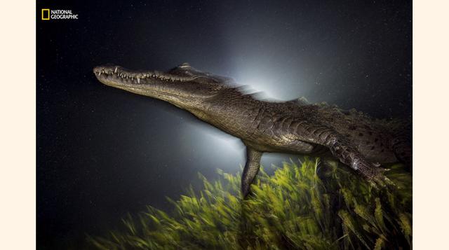 Cocodrilo en el arrecife cubano. (Foto: David Doubilet y Jennifer Hayes / National Geographic)