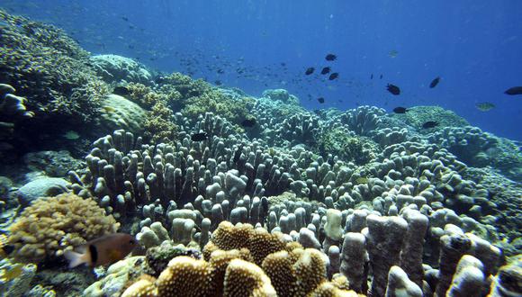 Peces en el arrecife de coral del parque marino nacional de la isla de Bunaken en el norte de Sulawesi. Los arrecifes de coral se han reducido en un 40% en todo el mundo, en parte como resultado del calentamiento provocado por el cambio climático.