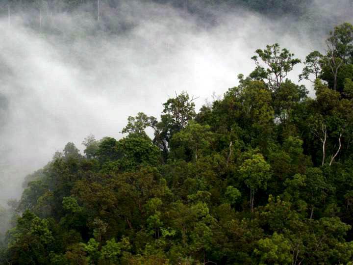 El Banco Mundial, el Banco Interamericano de Desarrollo y la ONG Conservación Internacional anunciaron programas de ayuda, con el apoyo financiero de Alemania (250 millones de dólares prometidos) y de Francia (100 millones). (Foto: EFE)