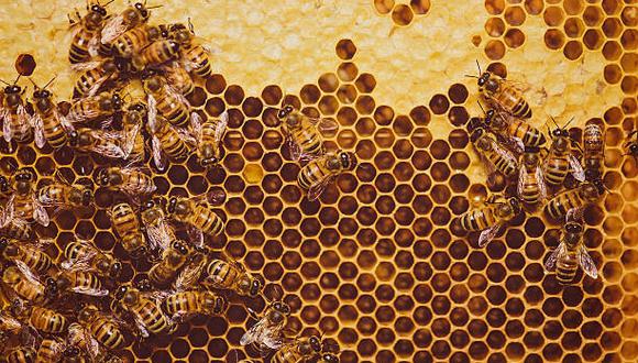 No se descarta que en España la abeja melífera haya existido tanto como animal salvaje como ganadero hasta la actualidad. (Foto: iStock)