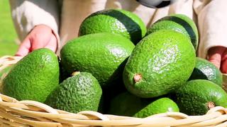 Exportaciones de palta crecieron 22.8% en el 2018