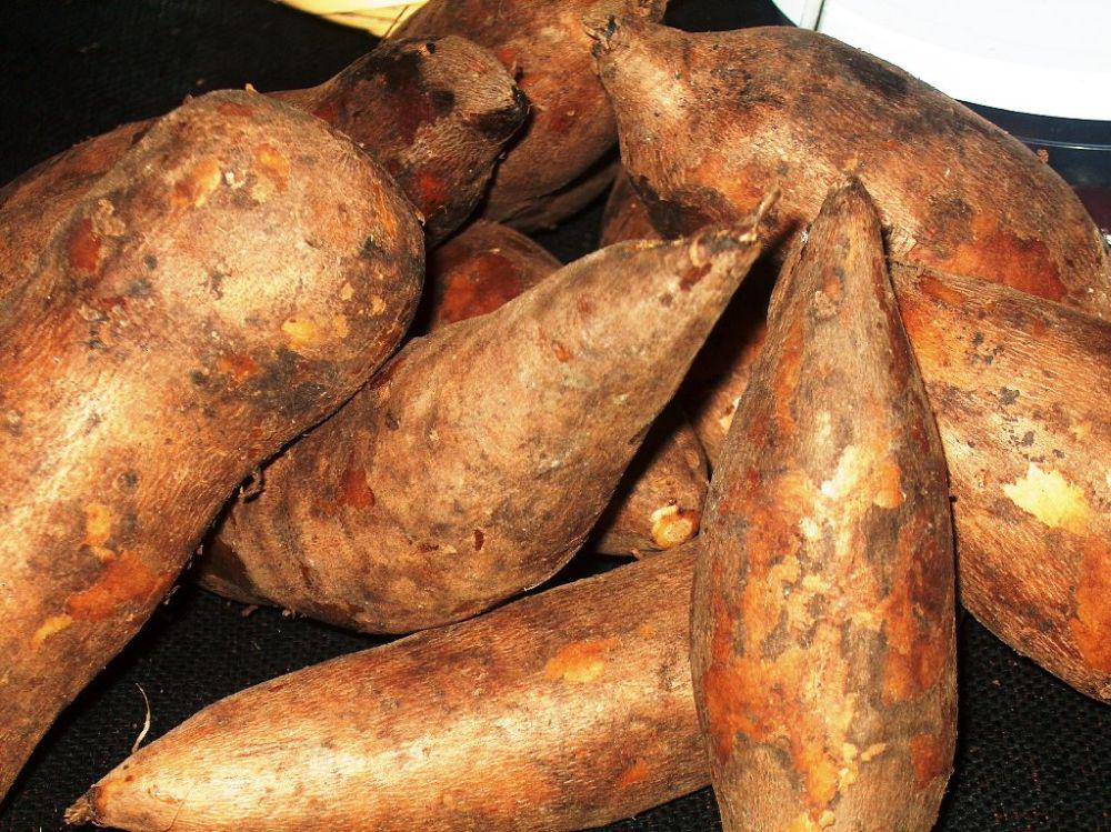 yacón. (Foto: Difusión)