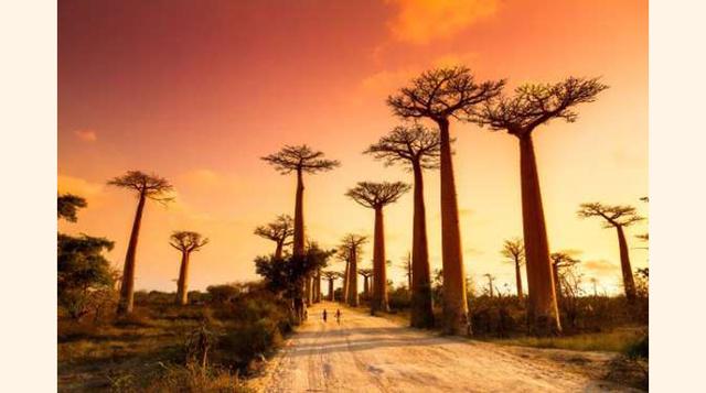 La Avenida De Los Baobabs, Madagascar. Con unos 30 metros de altura y 800 años de antigüedad, los árboles de Baobab son conocidos en la tierra como renala, en malgache «madre del bosque». Es una de los lugares más turísticos de Madagascar y antes era un b
