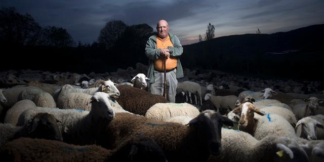 FOTO 3 | España. Un pastor posa con su rebaño de ovejas en Ronda. La única medida de protección de Ramón Montesinos contra el COVID-19 -bromea- es su bastón para caminar en el campo. No está en contacto con otras personas, por lo que no usa cubrebocas. Considera su deber de alimentar y cuidar a los animales, ya que es necesario mantener la cadena alimentaria. Afp / Jorge Guerrero