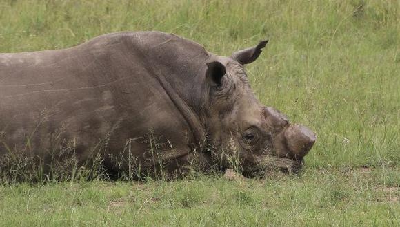 Cerca de 23.300 ejemplares deambulaban por el continente a fines de 2022, 5.2% más que el año anterior, indicó la UICN. Cerca de 15.000 de ellos viven en Sudáfrica, según estimaciones de la Fundación Internacional del Rinoceronte. (Foto: AP)