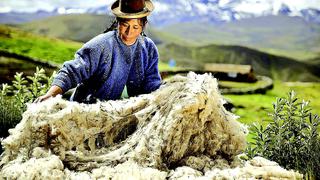 Perú ve oportunidad para elevar envíos de fibra de alpaca para abrigar a Europa 