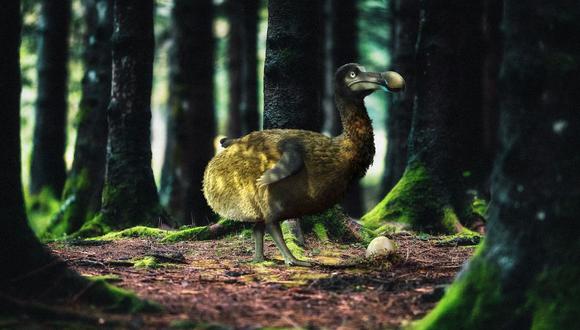 Reintroducir mamuts en Alaska o dodos en la isla Mauricio suena poco realista, incluso tonto, y ha despertado el escepticismo de los paleogenetistas y otros expertos que temen que los efectos de la extinción sean impredecibles.