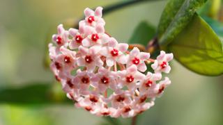 Flores del desierto, la apuesta de la floricultura en Perú para elevar los envíos en 10% este 2022