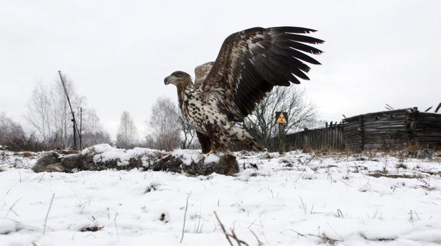Un águila cola blanca vuela sobre el cadáver de un lobo y al fondo se aprecia el letrero que advierte el peligro de radiación en la zona. (Foto: Reuters)