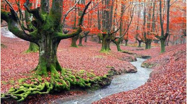 El Bosque De Otzarreta, España. En el País Vasco se encuentran estos famosos árboles tan fotografiados con unas raíces que hacen formas de lo más curiosas. El bosque es incluso más fotogénico en otoño, cuando está cubierto de hojas y una niebla misteriosa