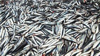 Autorizan inicio de la primera temporada de pesca de anchoveta en la zona sur