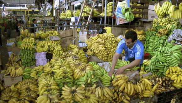 Hongo representa un grave peligro para la producción de todas las variedades de bananos. (Foto: Reuters)