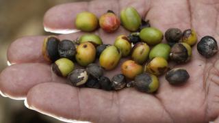 Perú espera que cosecha de café aumente un 25% en 2017