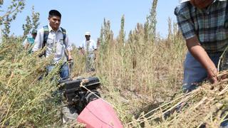 Se inicia reconversión de algodón por quinua con las primeras 25.6 hectáreas en Cañete