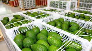 Los tres grandes logros de la palta peruana de exportación en el 2021