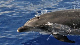 Los “comandos de delfines”, una práctica militar usada por Rusia en el mar Negro y también por EE.UU.