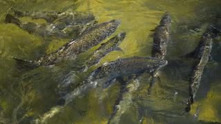 Ante la sequía, los salmones de California migran en camiones