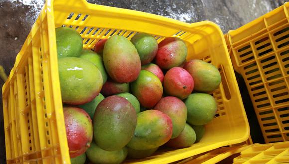 En el país existen 34,000 hectáreas de mango para exportación (80% en Piura). En los últimos años se ha incrementado el área con importantes inversiones en Olmos (Lambayeque).