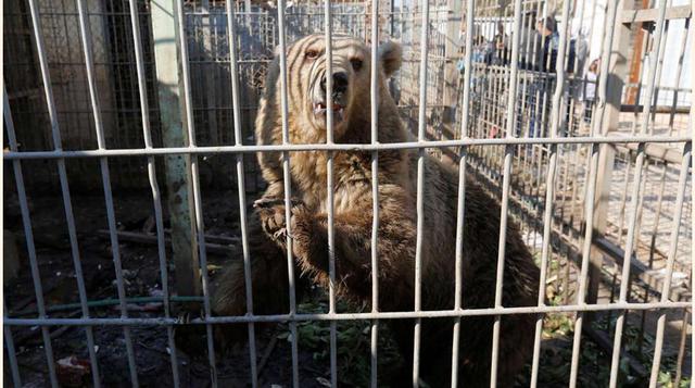 El dueño del zoo fue herido y los animales quedaron a su suerte.(foto: reuters)