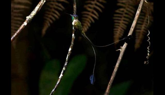 FOTO 3 |  Colibrí maravilloso o cola espátula: Es una de las aves más hermosas del mundo mide solo 15 centímetros, más de la mitad corresponde a su larga cola y pico. El picaflor es endémico, habita únicamente en la selva de la región Amazonas, en el nororiente peruano, a 1,212 kilómetros de la ciudad de Lima.