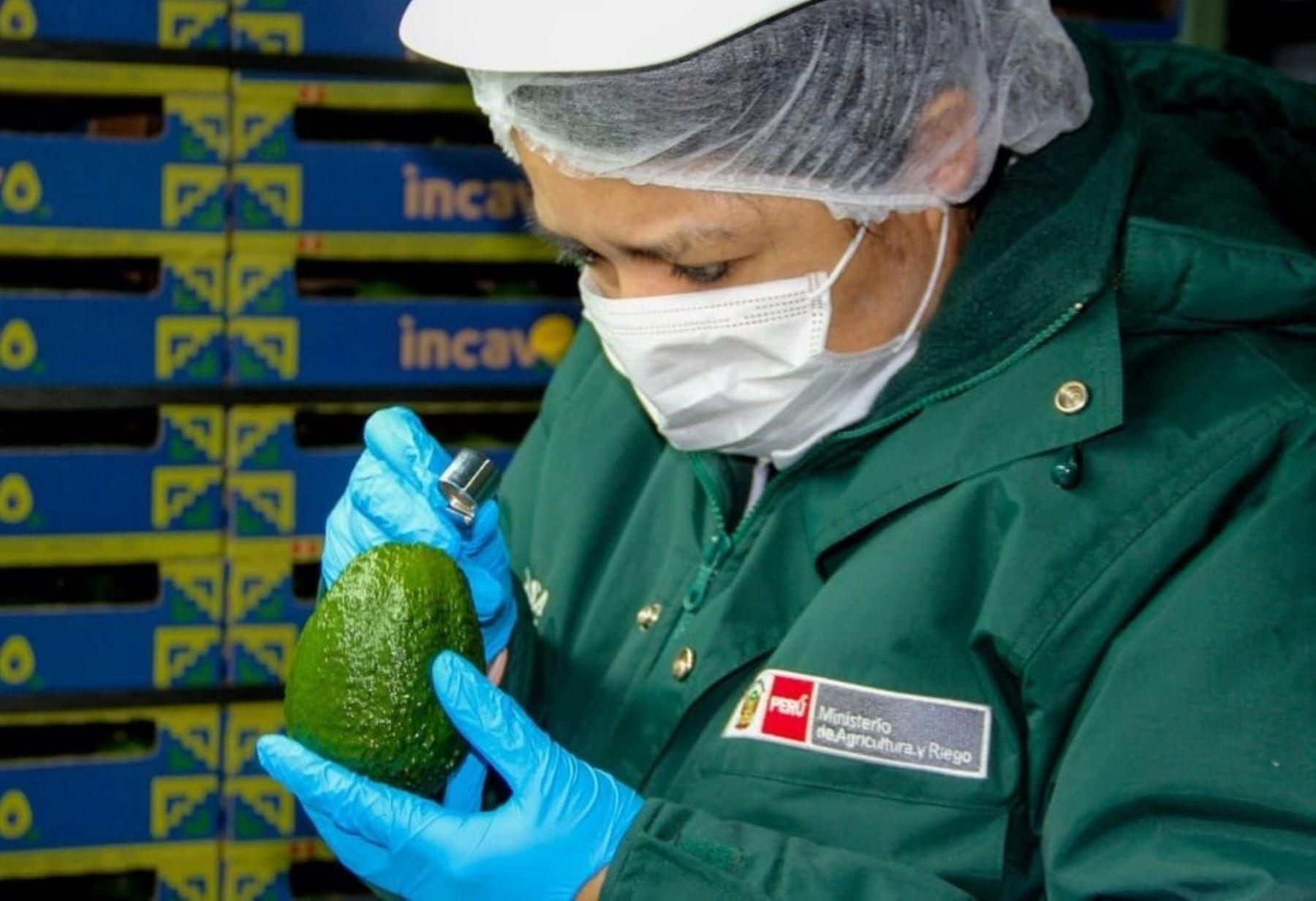 La exportación de palta hass no se detuvo pese a la emergencia. (Foto: Minagri)