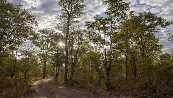 Estos árboles cerca de Mbire, Zimbabue, del 2021, probablemente se enfrentaron a la aniquilación, según el proyecto de carbono financiado por South Pole. Fotógrafo: Cynthia R Matonhodze/Bloomberg