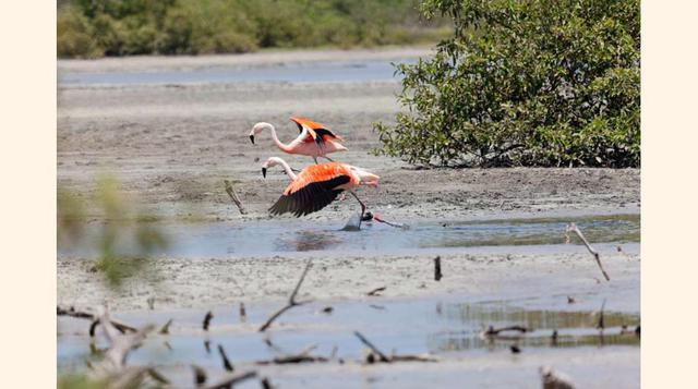 Los Manglares de Tumbes.