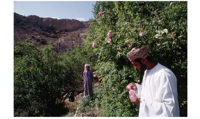 FOTO 11 | Al Ain, Omán. Ubicado en la alejada meseta de Sayq, los turistas necesitan una 4×4 para llegar a esta aldea, construida en estepas antiguas en las colinas. Es famosa por sus pétalos de rosa, que se recogen para hacer diversos aceites y esencias.