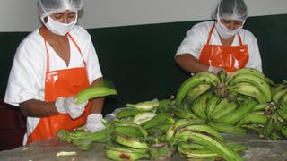 Sensores remotos buscan revolucionar los cultivos de banano en el mundo