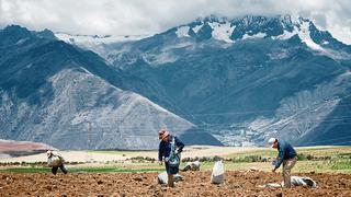 Precios de papa, arroz y maíz amarillo podrían subir en 30% en campaña 2022-2023