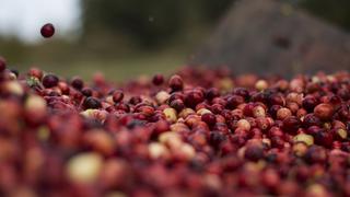 Arándanos rojos de EE.UU., primera víctima en naciente guerra comercial