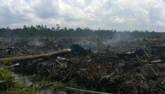El crecimiento de la destrucción de la Amazonía es atribuida por los ecologistas a la retórica antiambientalista de Bolsonaro. (Foto: wak1/Flickr)