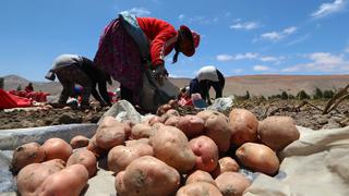 Perú encabeza la producción de papa en América Latina, según Midagri 