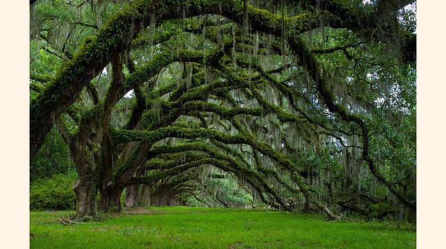 FOTO 6 | Avenida de robles en la plantación Dixie en Carolina del Sur.