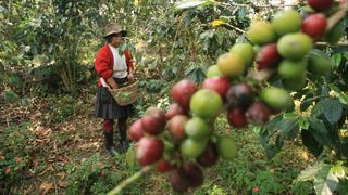 Agrobanco:Pequeños agricultores piden su reactivación para financiar abonamiento y cosechas