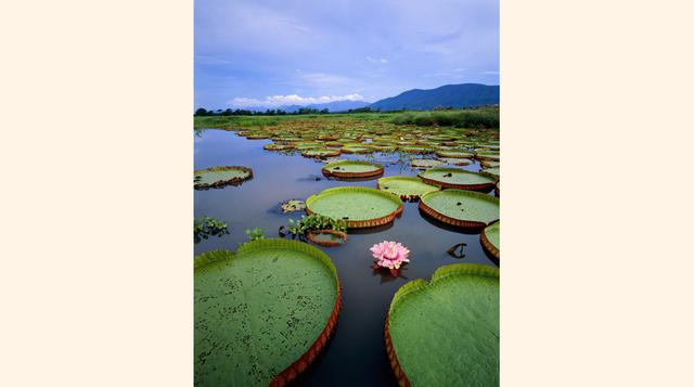 Nenúfares gigantes (Pantanal, Brasil). Los botánicos han descubierto en Pantanal la mayor variedad de flora acuática del planeta. En su diversidad destacan los nenúfares gigantes.