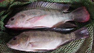 Virus de la tilapia amenaza al Perú ¿afecta también a los consumidores de este pez?