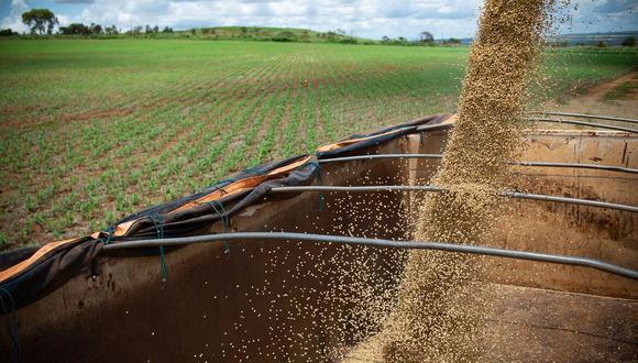 La perspectiva de menores rendimientos ha aumentado la preocupación de que los precios de los cultivos alcancen nuevos récords, lo que aumenta la presión sobre el suministro de alimentos a los países en desarrollo.