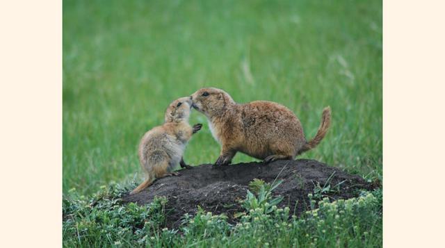 Segundo lugar en la categoría animales asombrosos: Prairie Kiss de Freya Youssef. Edad: 12.(foto: 2016 National Geographic International Photography Contest for Kids).