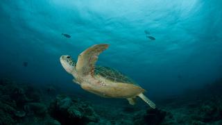 Serfor aprueba Plan Nacional de Conservación de las tortugas marinas hacia el 2029