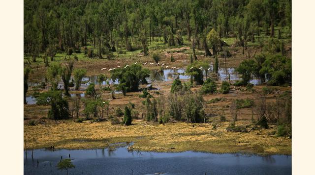 Gran Chaco, 10 millones de ha (Argentina, Bolivia, Brasil, Paraguay). Este bosque es hogar de 3,400 especies de plantas, 500 especies de pájaros, 150 de mamíferos y 220 de reptiles y anfibios. Sin embargo, el 15% del Gran Chaco ha desaparecido por los cul