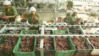 Luces y sombras de la agroexportación