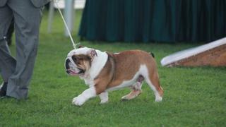 Paseadores de perros serán más solicitados que maestros en EE.UU.