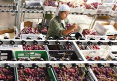 Crece exportación de uva, pero retroceden envíos de paltas y mangos