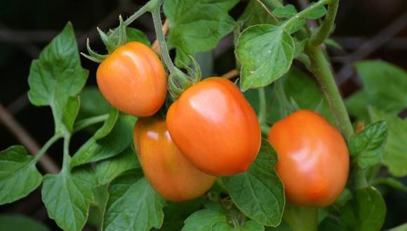 Según datos de la Sader, México es un referente en el mercado mundial del tomate, cuyas exportaciones se dirigen principalmente a Estados Unidos, con un superávit comercial de US$ 2,306 millones en el 2021.