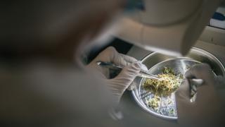 Inkafarma y Mifarma ya tienen locales con licencia para vender cannabis medicinal 