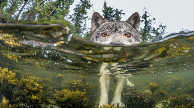 Something’s Fishy, Costa de British Columbia en Canadá – Fotografía de Ian Mcallister.