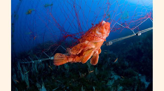 Más de 300.000 ballenas pequeñas, delfines y marsopas mueren cada año por enredarse en redes de pesca, de acuerdo con el WWF. Los peces más pequeños también quedan atrapados en anillos de plástico de los packs de seis latas.