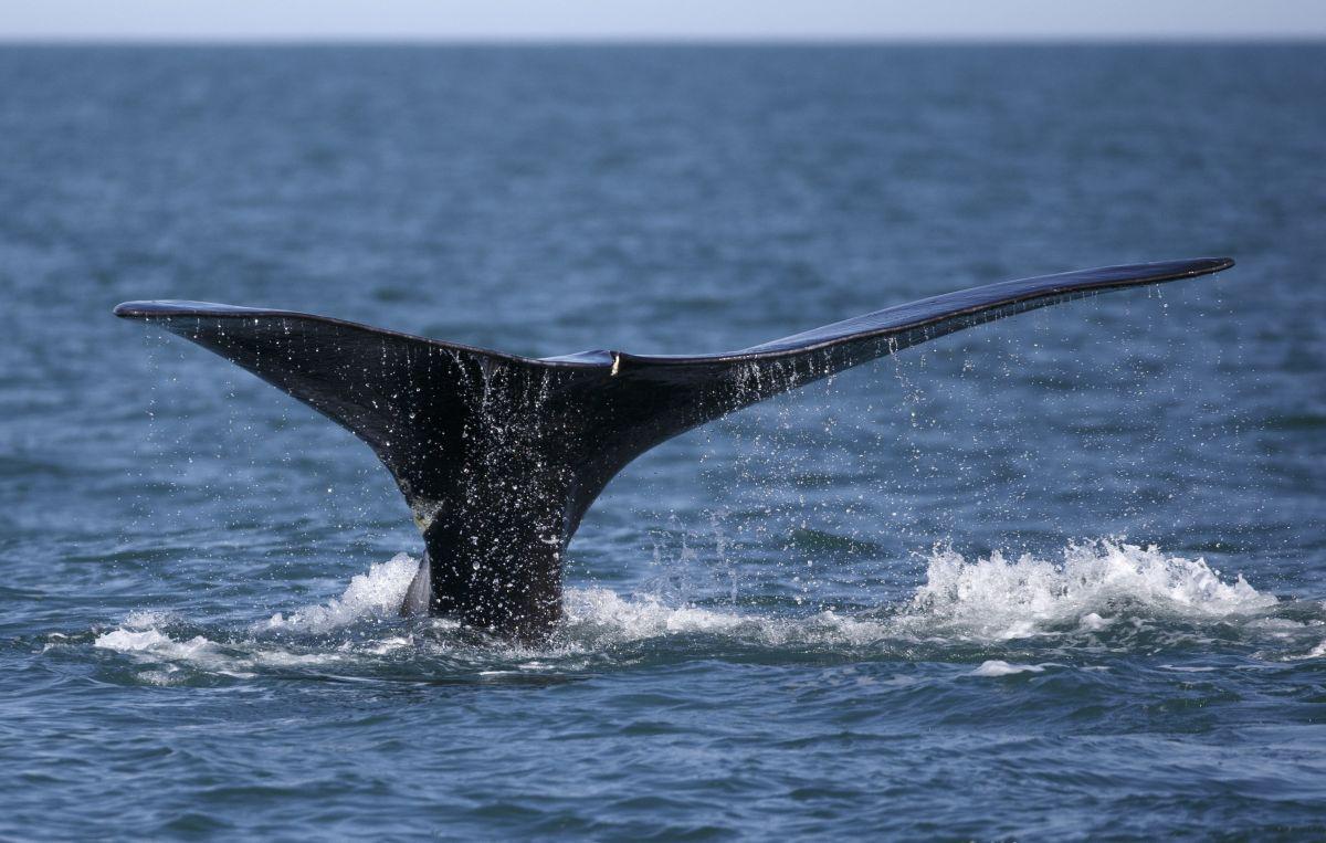 Ballenas (Foto: AP)