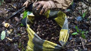 Castaña amazónica, el exitoso bionegocio peruano que tambalea por el cambio climático  